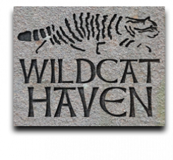 Wildcat Haven website